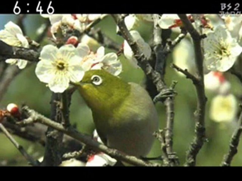 蒼穹の昴