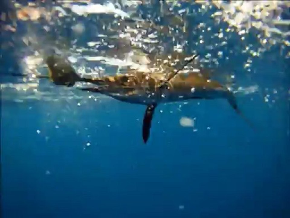 Sailfish Release Underwater Footage