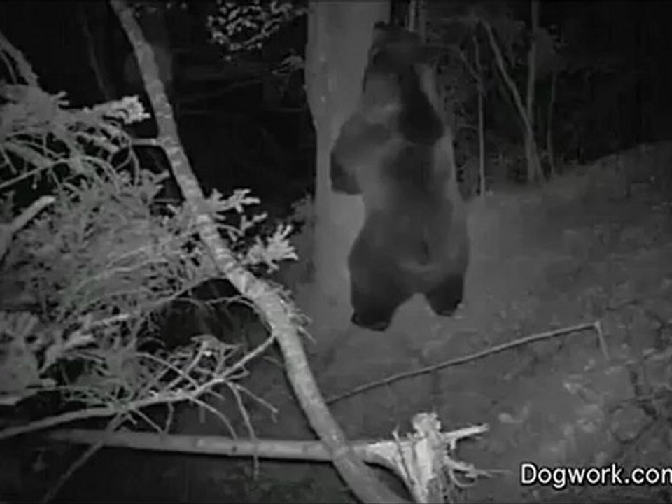 Les ours by night