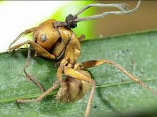 Pittsburgh Pest Control in Western Pennsylvania