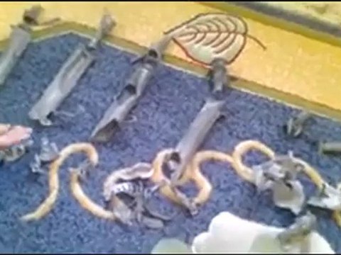 فري برس ادلب جبل الزاوية أريحا القذائف التي قام باطلاقها الجيش الأسدي على منازل السكان الأمنين 8 4 2012