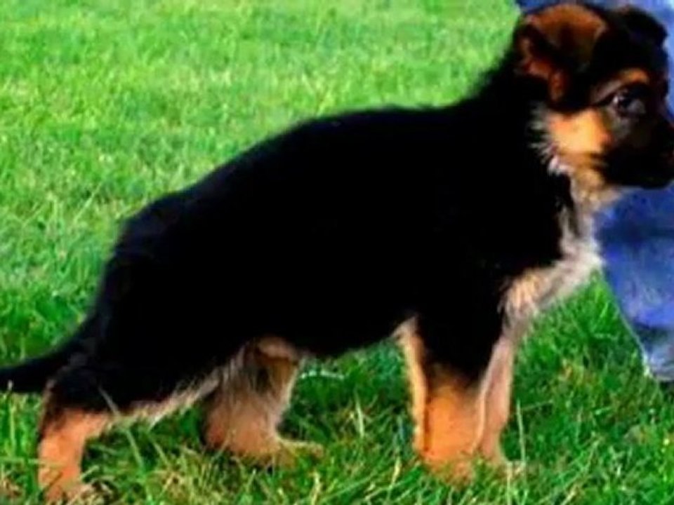 Lax vom holtkamper see