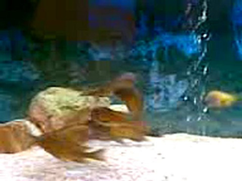 F0 Tropheus Red Rainbow