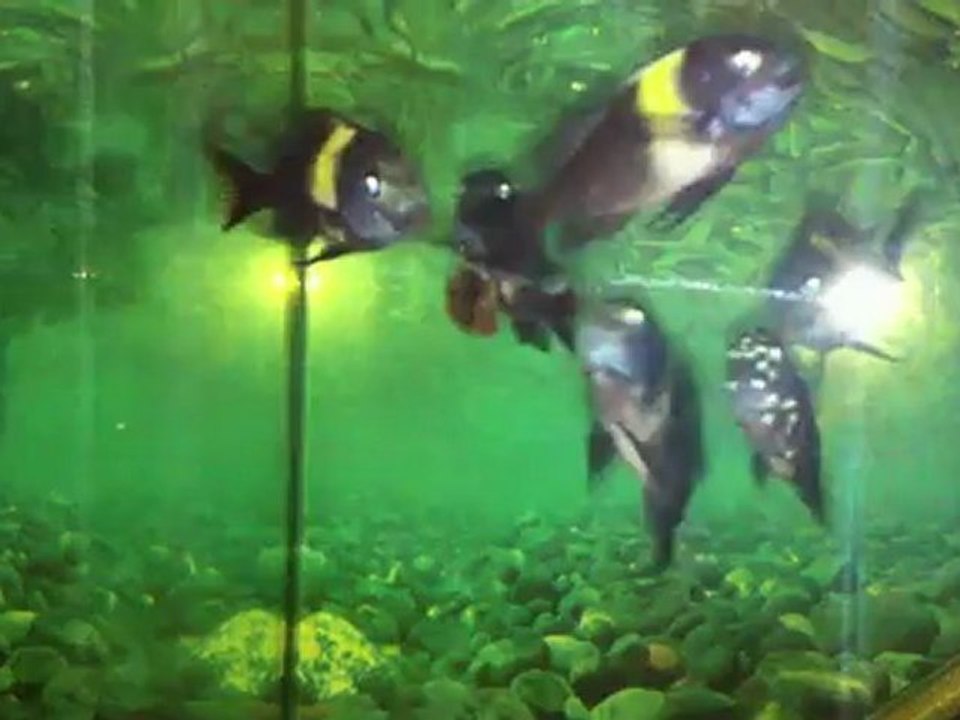 10 Adet Damızlık altı MASWA + yavrular + 4-5 cmler