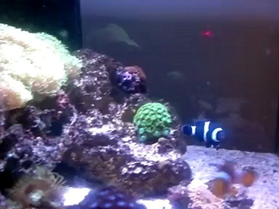 black percula çiftim