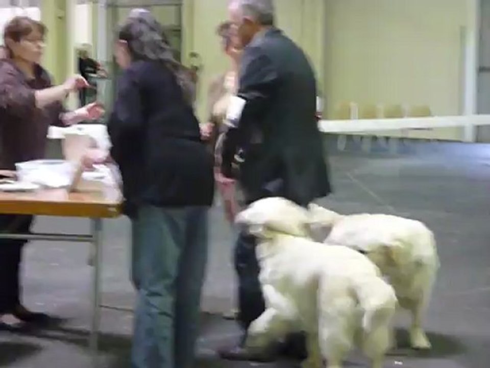 Guidelle Meilleur Jeune Cheek To Ckeek Florentino meilleur de race CACIB ANGERS 2012