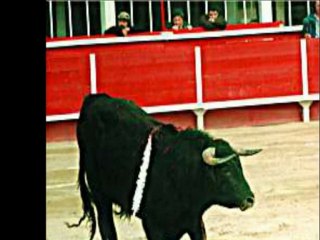 Franck MOULIN : reprise de "la corrida" de Francis CABREL