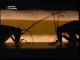 Cucarachas: Resistencia extrema