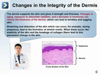 The Integumentary System - What is the Dermal Layer of the Skin?