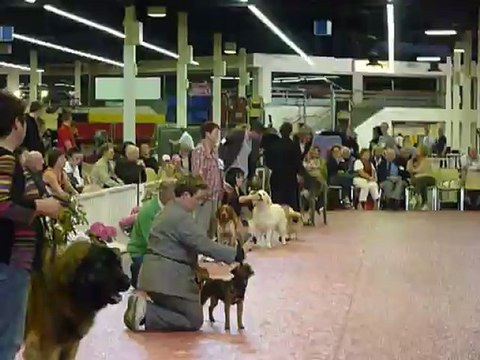 Guidelle Bis jeune 3 ième CACIB Angers 2012