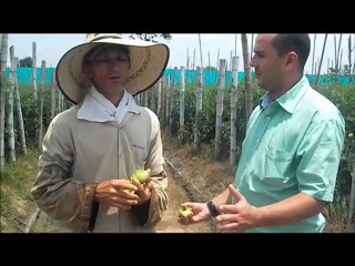 TOMATE CON STRONG BILLOW