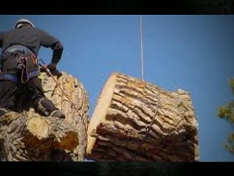 Tree Innovations Inc. - (845) 291-7172