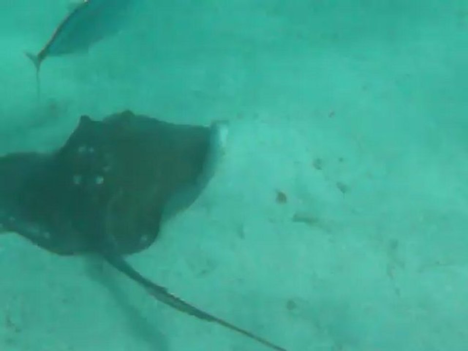 RAIE, petite terre 2011