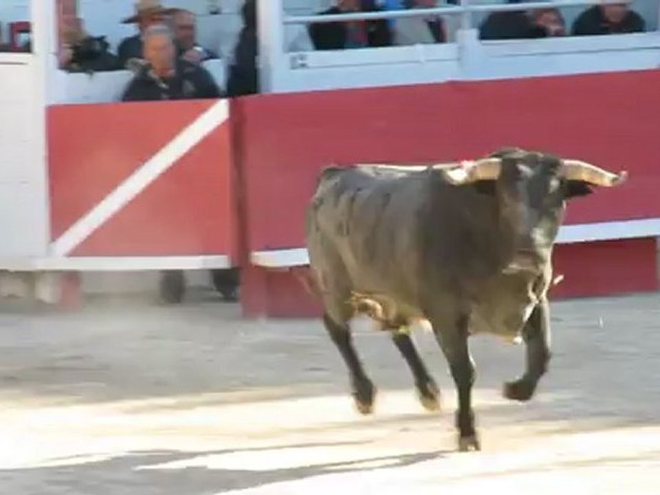 Mehdii SAVALLI - Toros de Miura Arles paques 2012