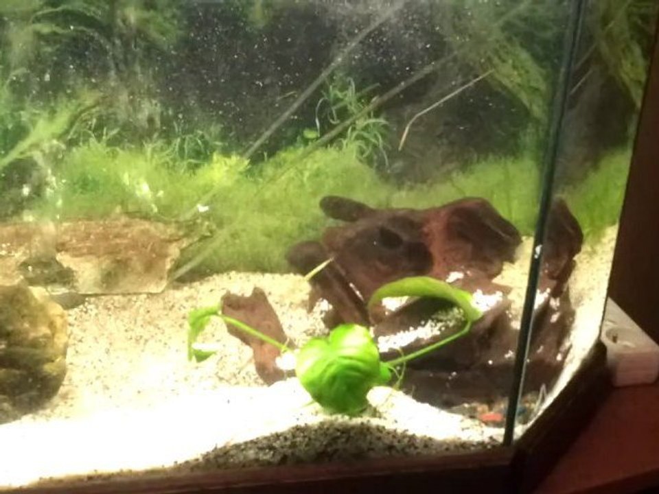 piranha
