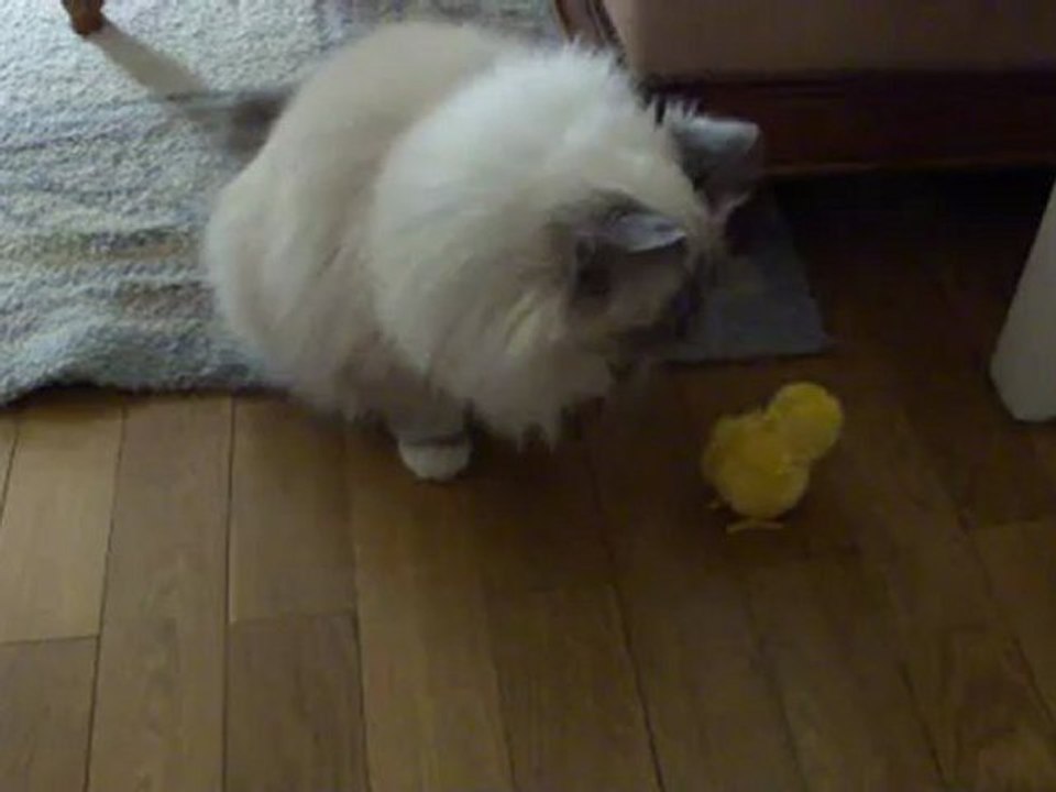 Quelle est cette petite boule jaune qui piétine ?