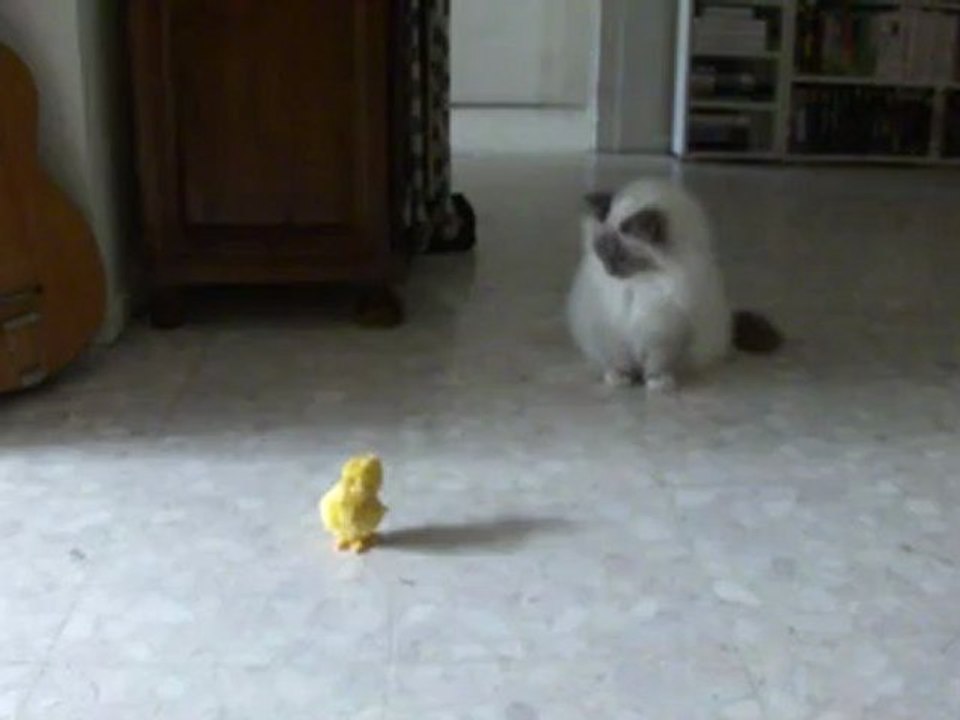 Le petit poussin et Yota