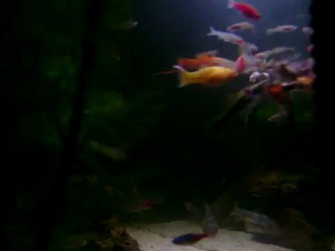 LEPİSTES YAVRULARI YAPIŞAN YEM YERKEN