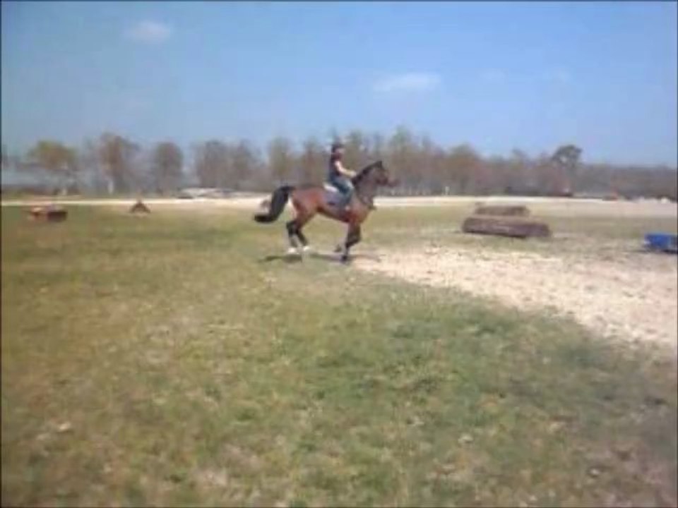 cross1 Topollino des iris