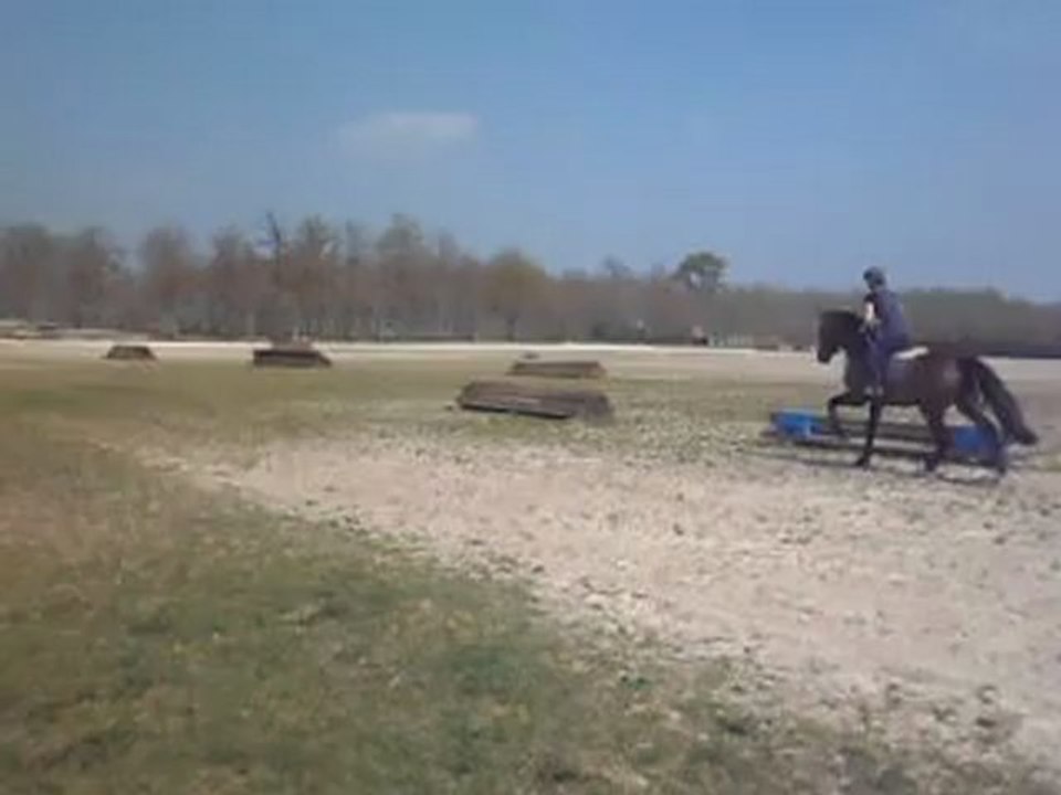 cross4 Topollino des iris