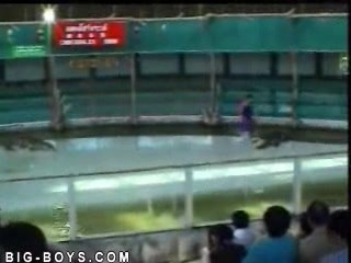 un croco qui a les crocs