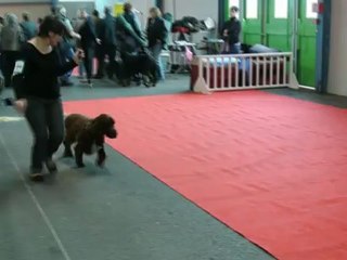 Banjo CACIB Montluçon 2012