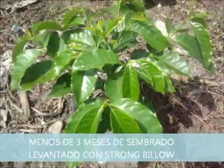 CULTIVO DE CAFE CON STRONG BILLOW