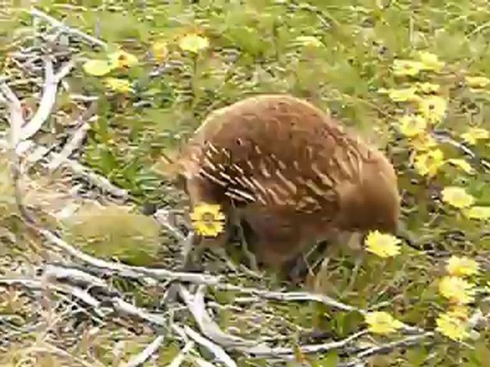 echidné