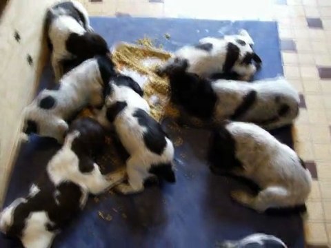 LE PREMIER REPAS DES BEBES