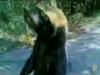 حيوانات هجينة في مدينة البصرة جنوب العراق تسمى بالقرطة