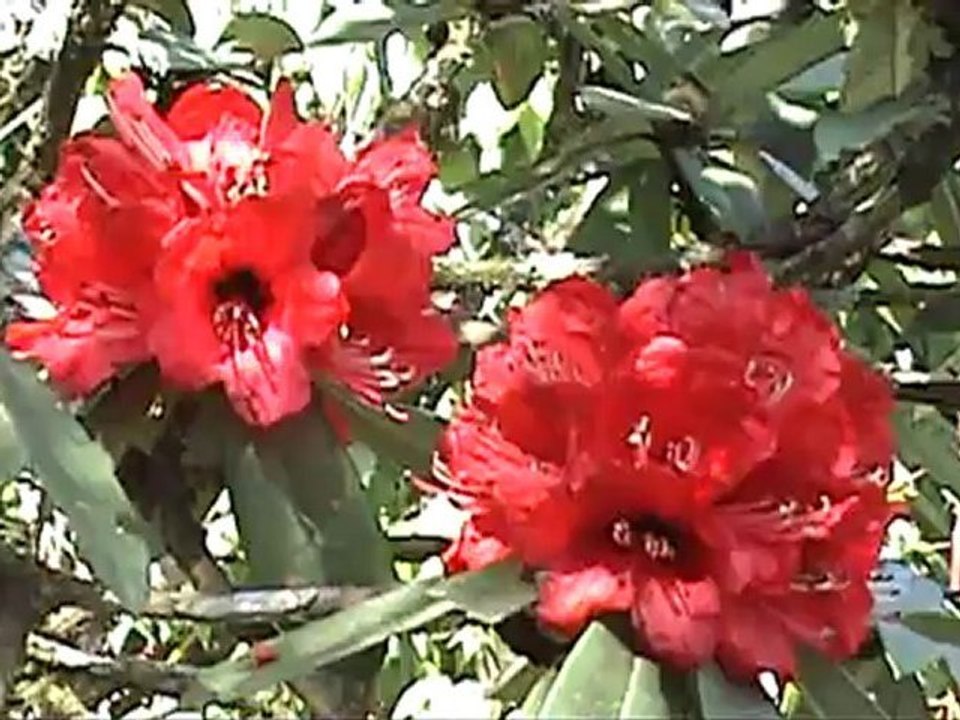 Nepal