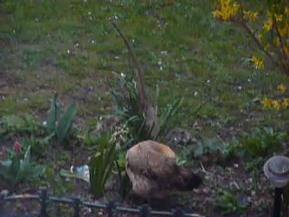 Les aventures de dame poule en Pâques (3-4)