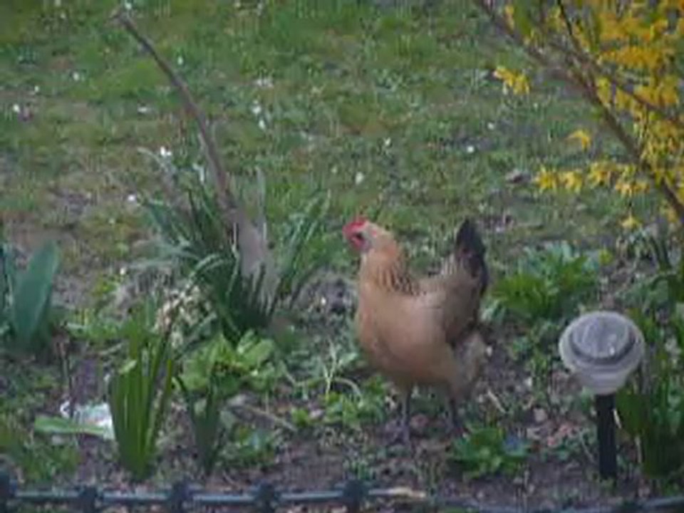 Les aventures de dame poule en Pâques (3-5)