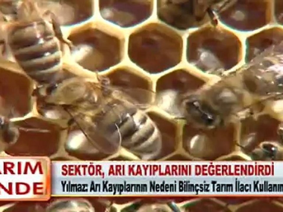 SEKTÖR, ARI KAYIPLARINI DEĞERLENDİRDİ 09.04.2012