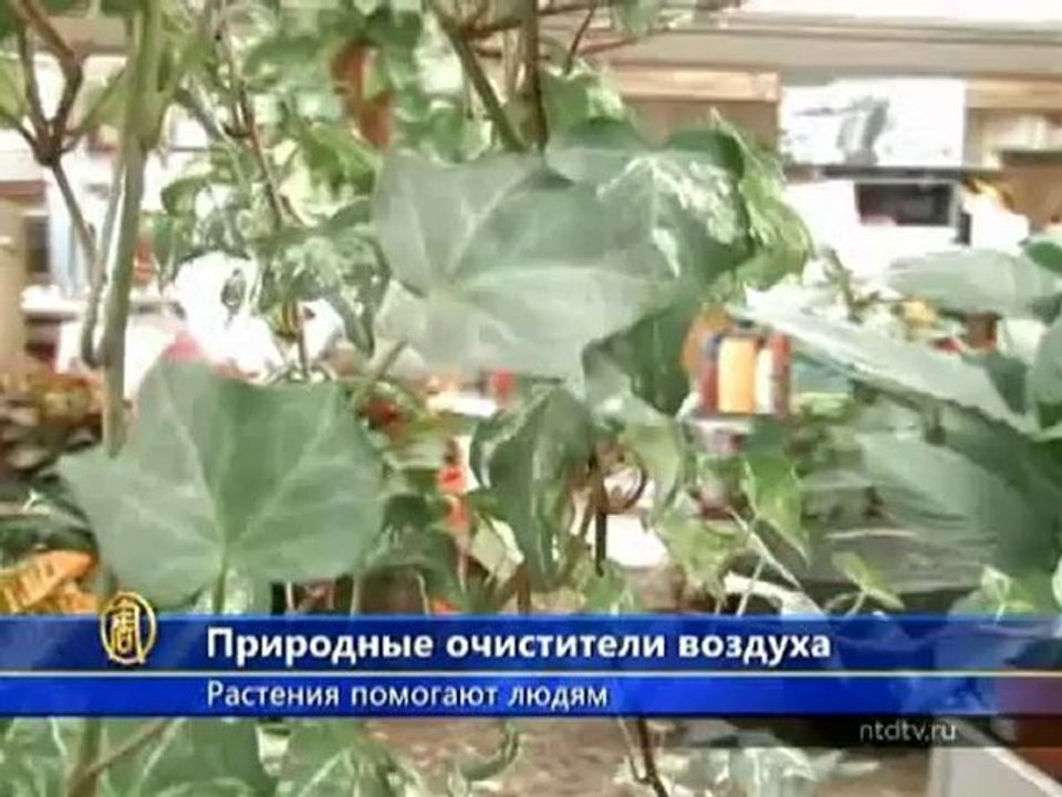 Очищать воздух в помещениях помогают растения