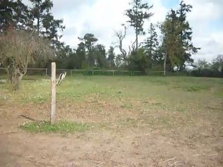 Cognac Feol' by Poulain Mâle & Hekla d'Eloi 🐎