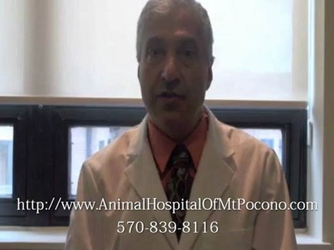 Emergency Vet in Mt. Pocono