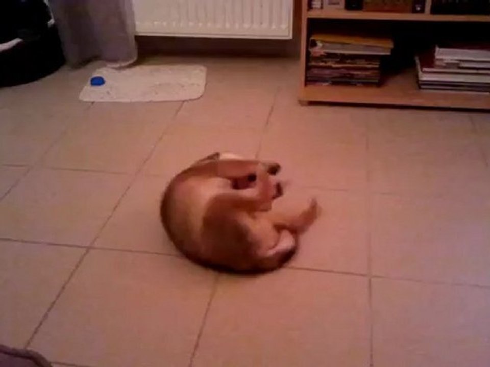 Gingle surveille ses arrières