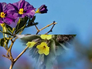 MERAL OKAY ANISINA YİNE Mİ ÇİÇEK