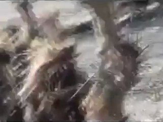 فري برس حمص القرابيص الدبابات تقصف مباشرة 10 4 2012