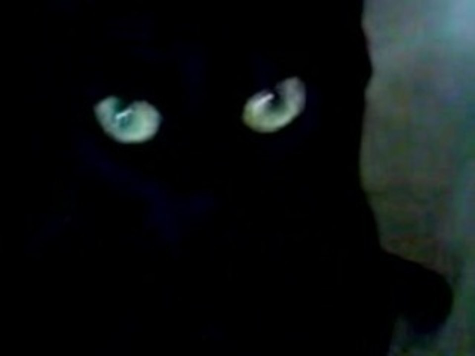 Chat noir