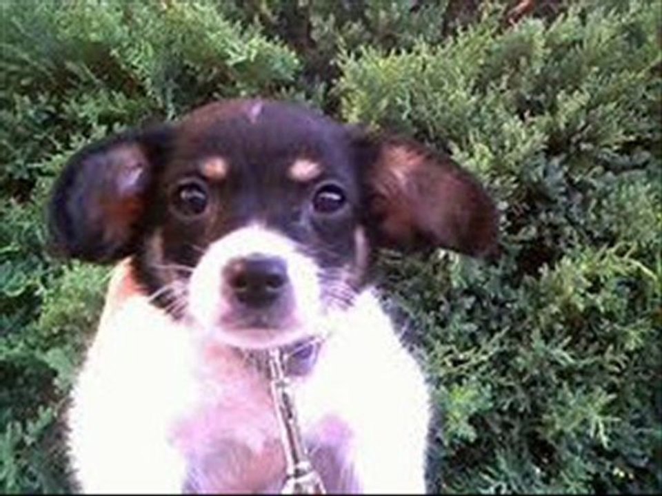 cutestdogbreeds.blogspot.com
