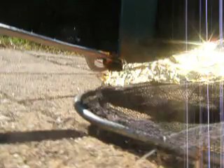 frelon capture 004 (1)