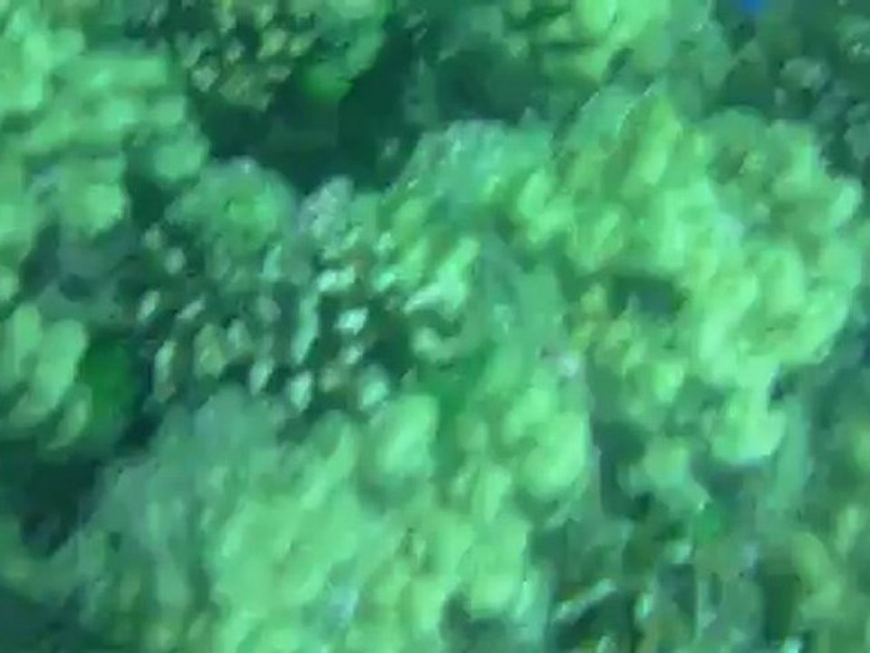 Sous l'eau avec Erwan (2)