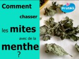 Comment chasser les mites avec de la menthe ?