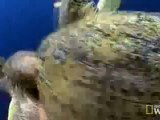 Deniz Savaşları: Deniz Kaplumbağaları www.belgeselizle.org