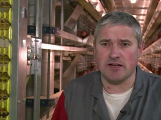 ارتفاع سعر البيض من أجل تحسين ظروف عيش الدجاج