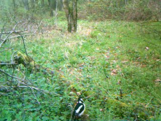 SPYPOINT IR-A pic epeiche 04-04-2012 a 13h31