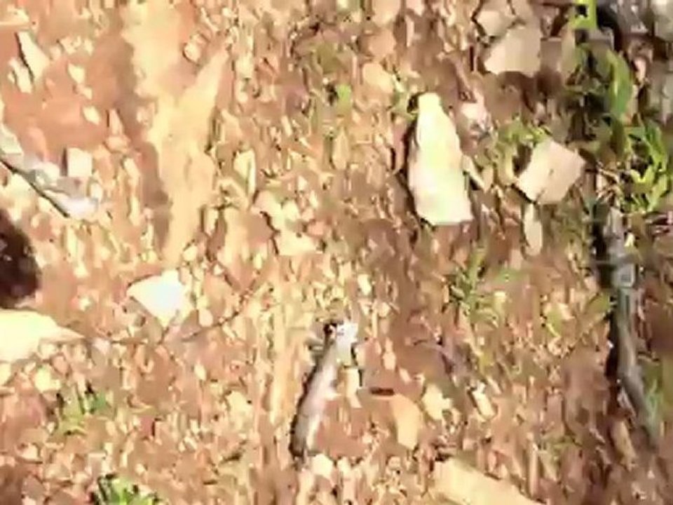 Climbing Mushroom