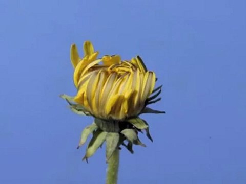 Time Lapse Fleur Pissenlit